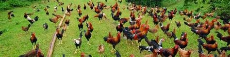 21 days conditioning cockfighting|ANG SABONG: TRIED AND TESTED 21 DAYS .